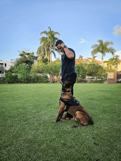 Man in a park with a German Shepherd sitting attentively, palm trees in the background.