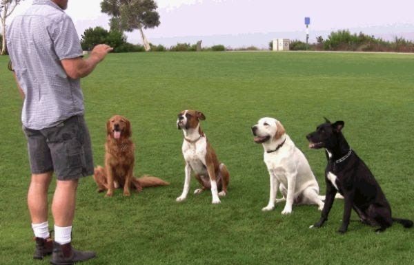 Man training four seated dogs outdoors on a grassy field.