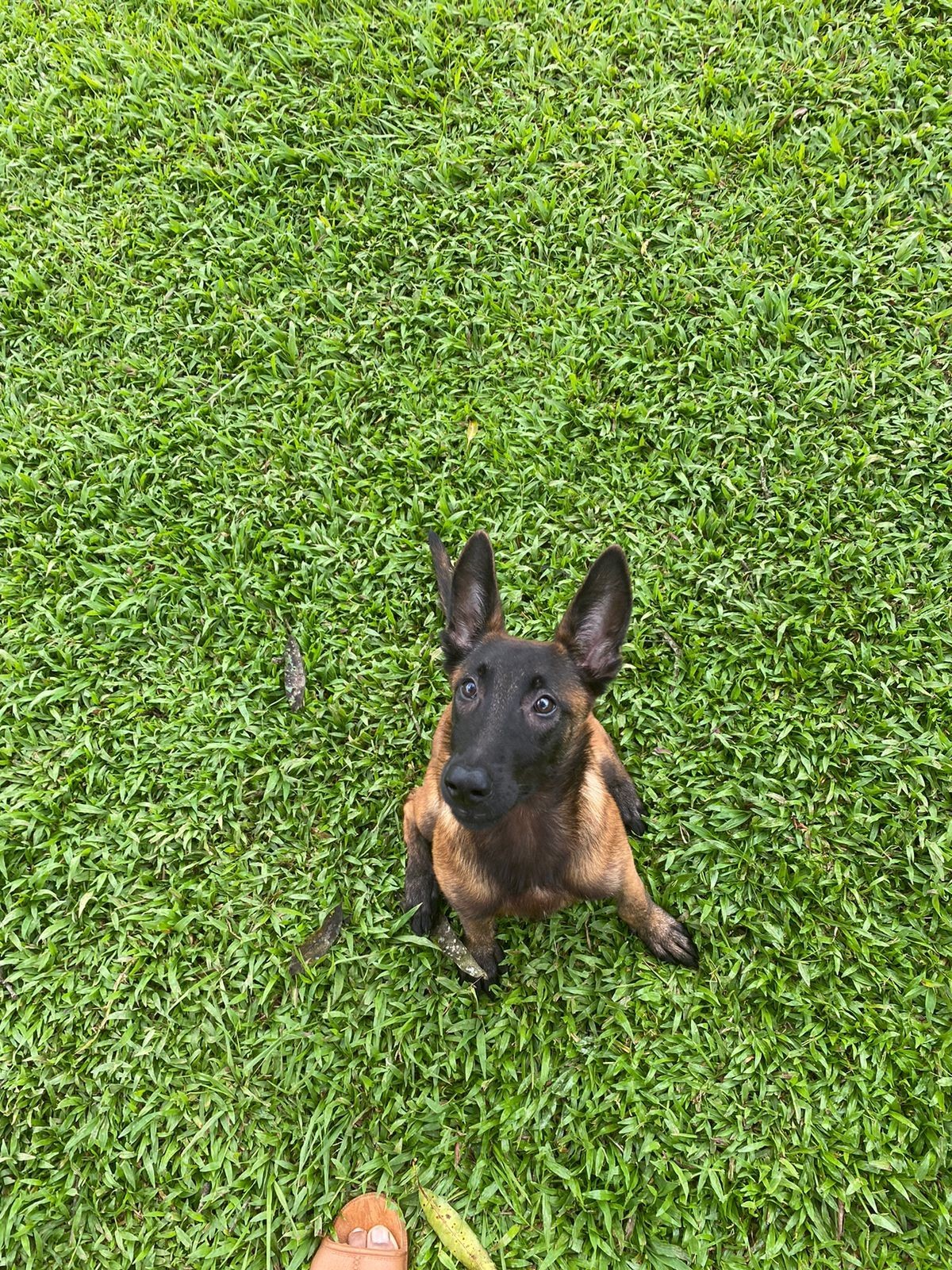 Puppy with large ears sitting attentively on a grassy lawn.