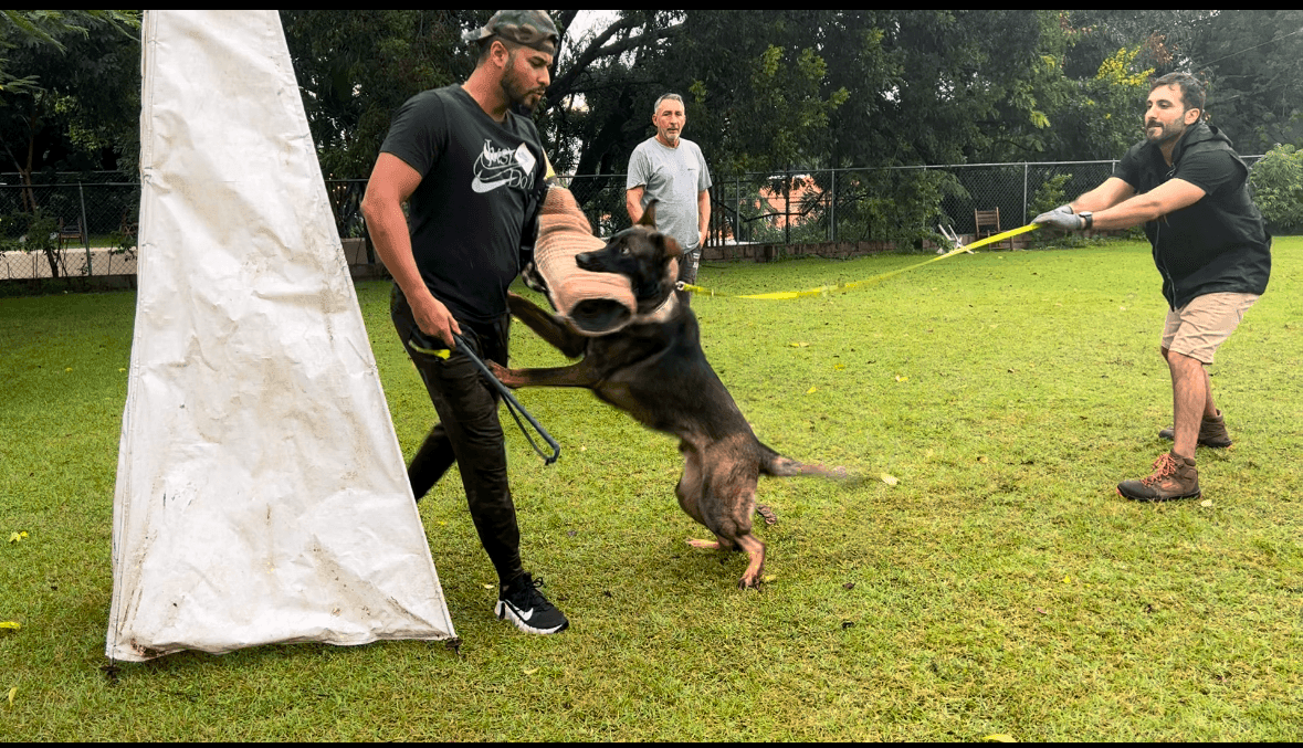 Adiestramiento Canino de Guardia y Protección