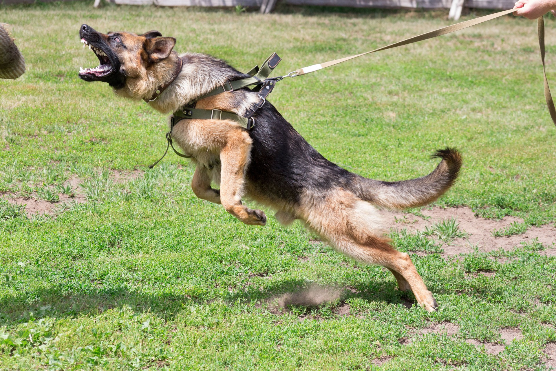 Training a police dog in cynological club. German shepherd dog in action.