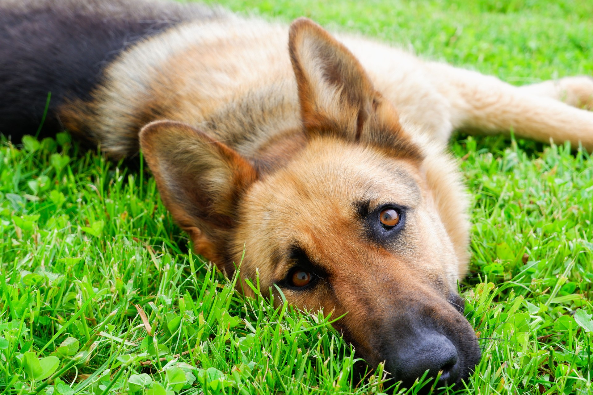 A German shepherd dog is resting on a green lawn near the house. The dog relaxes in the sun. Playful dog on the lawn.