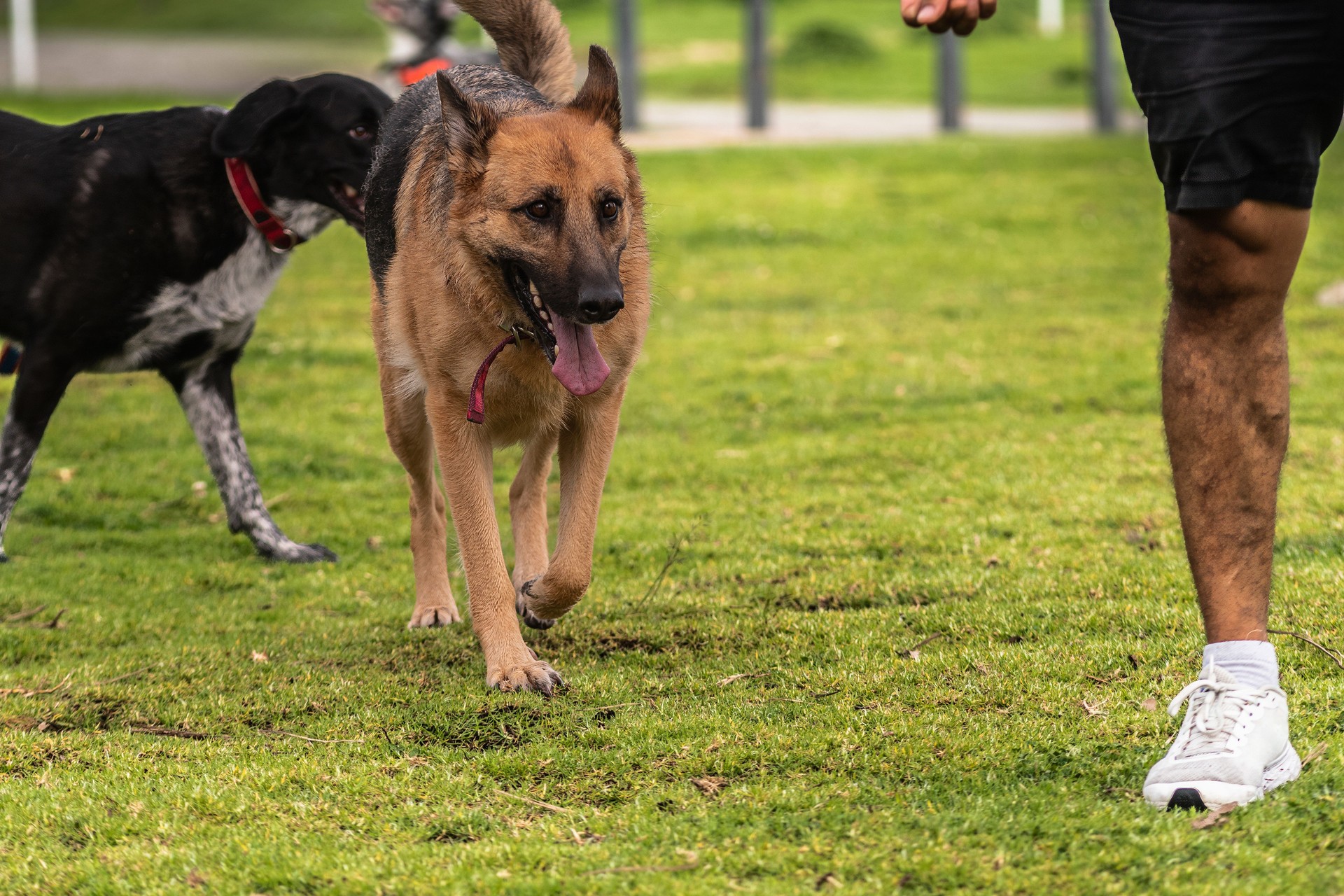 Dog trainer with a German Shepherd