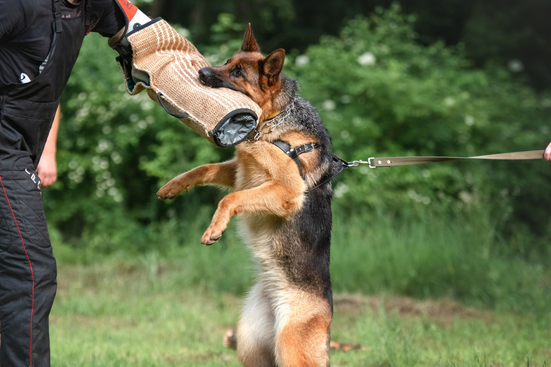 German shepherd dog protection