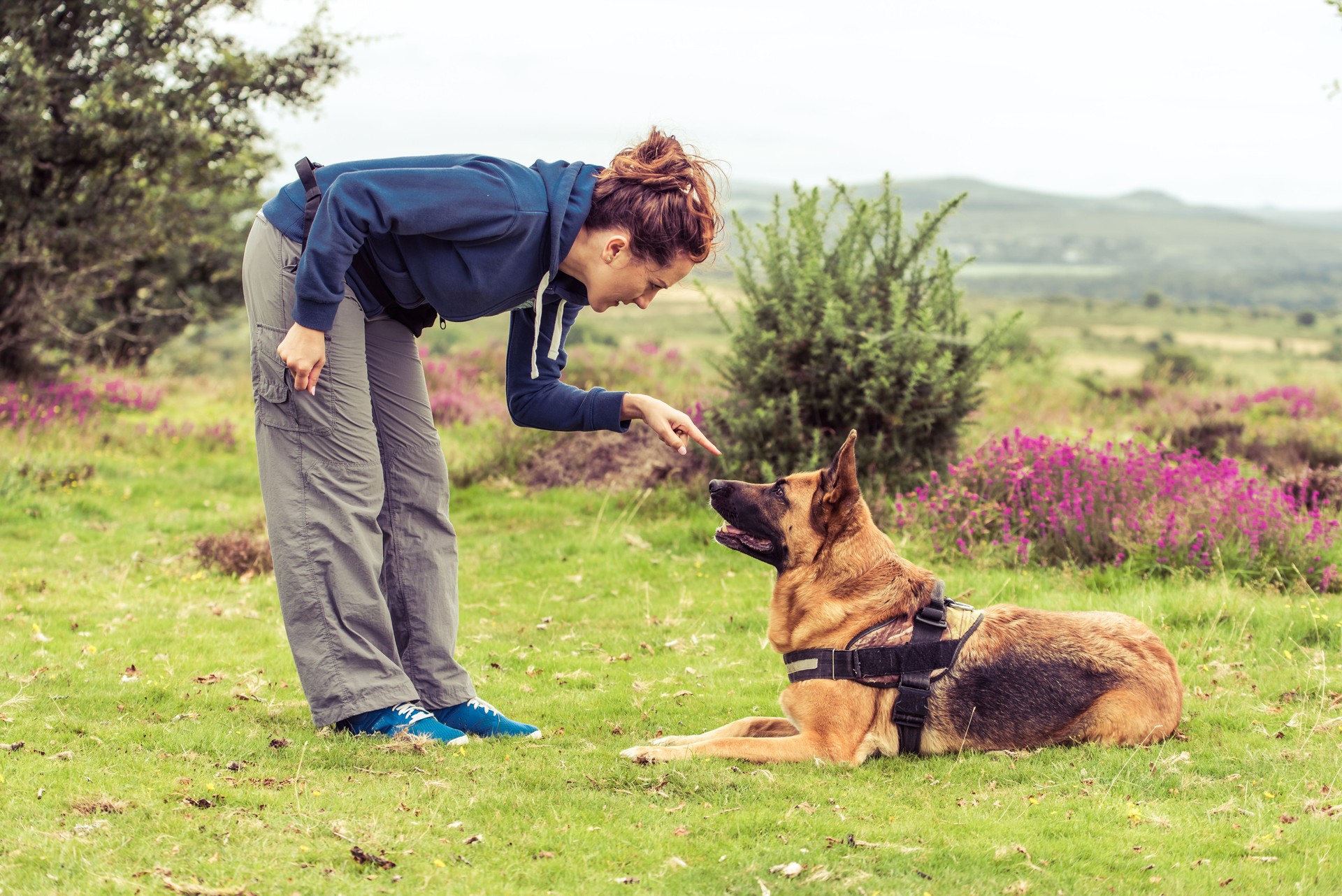 trainer tell dog to sit