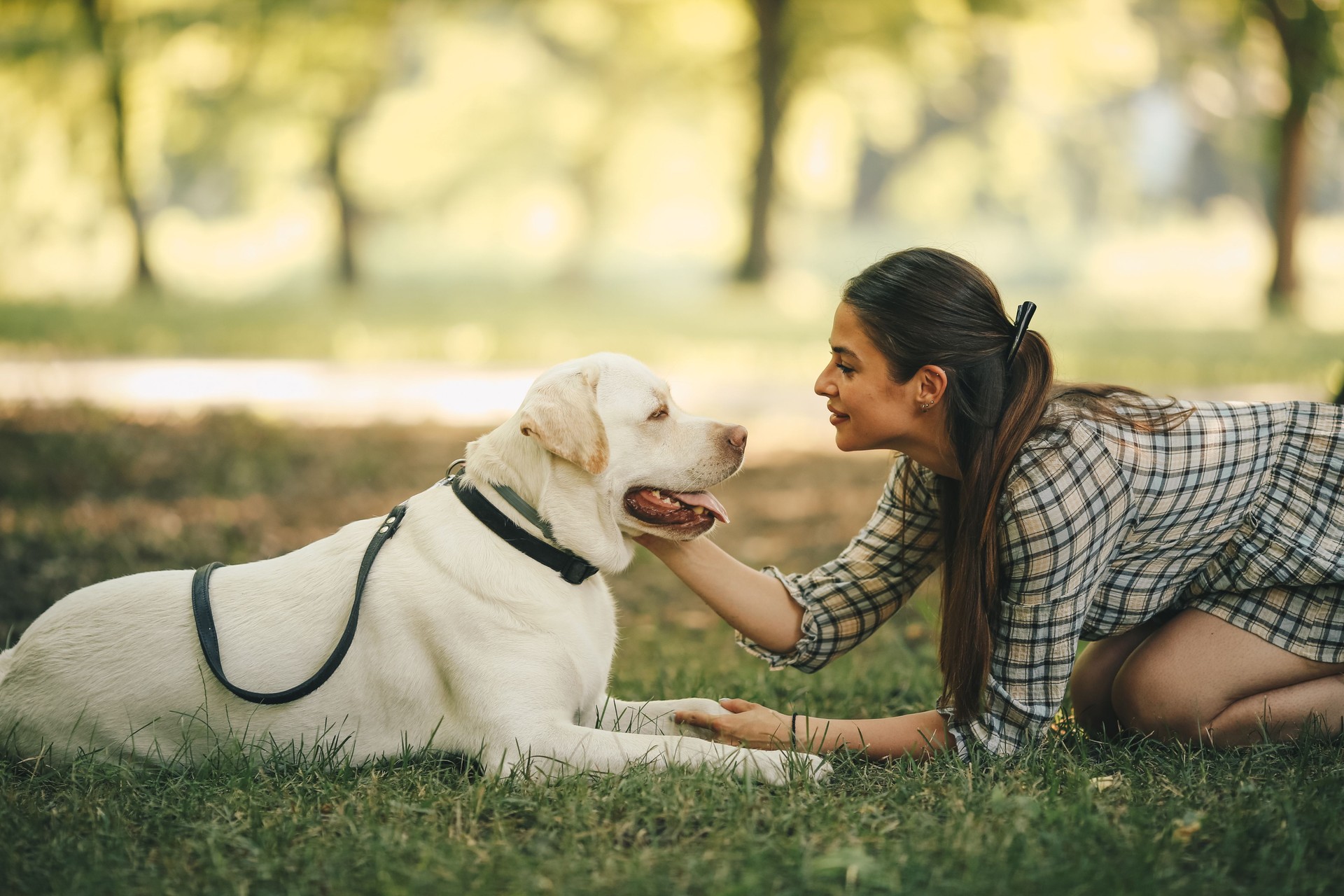 Una joven y su perro guardián están juntos en un prado, mirándose y descansando después del entrenamiento