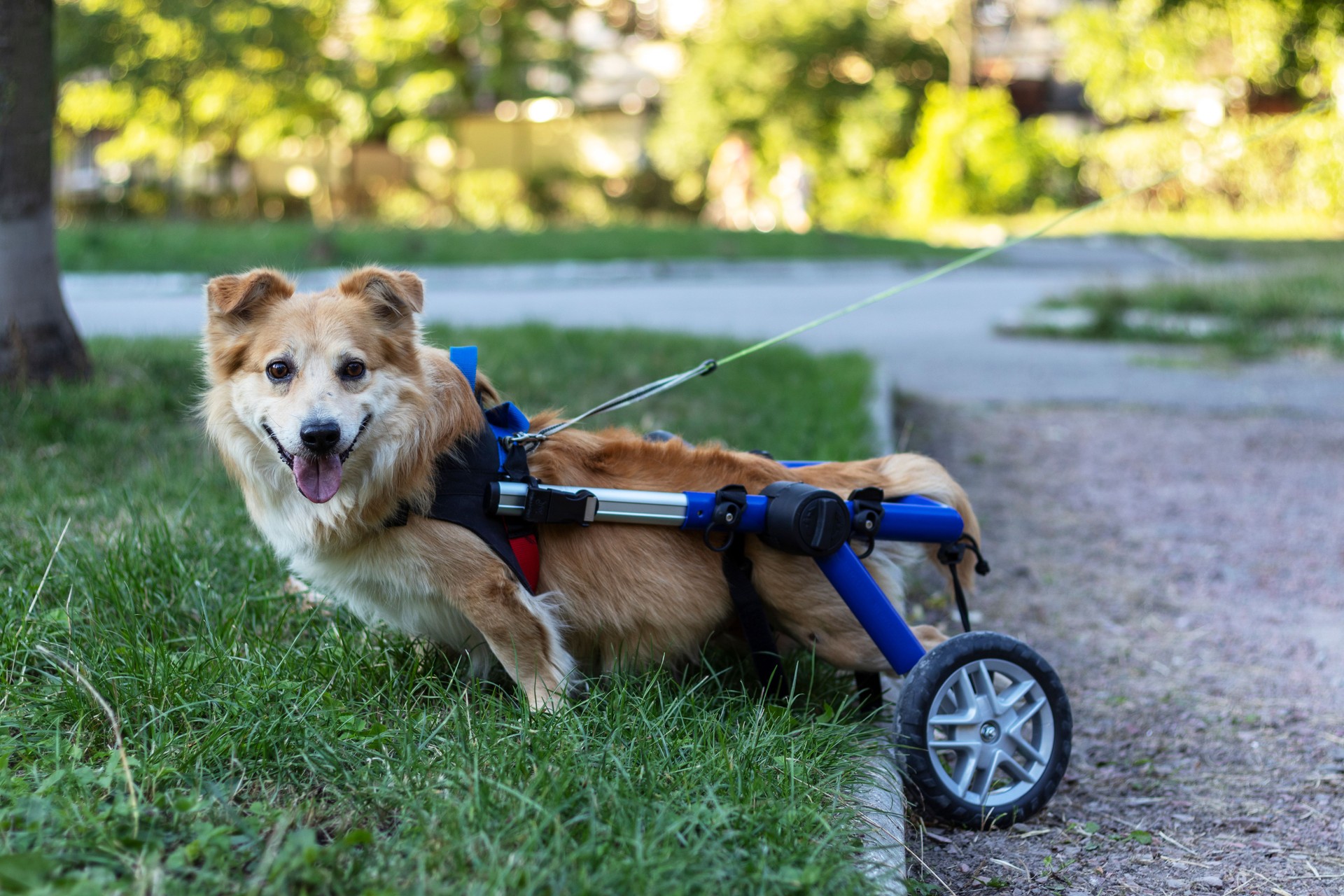 Un perro con discapacidad mientras camina en el parque.