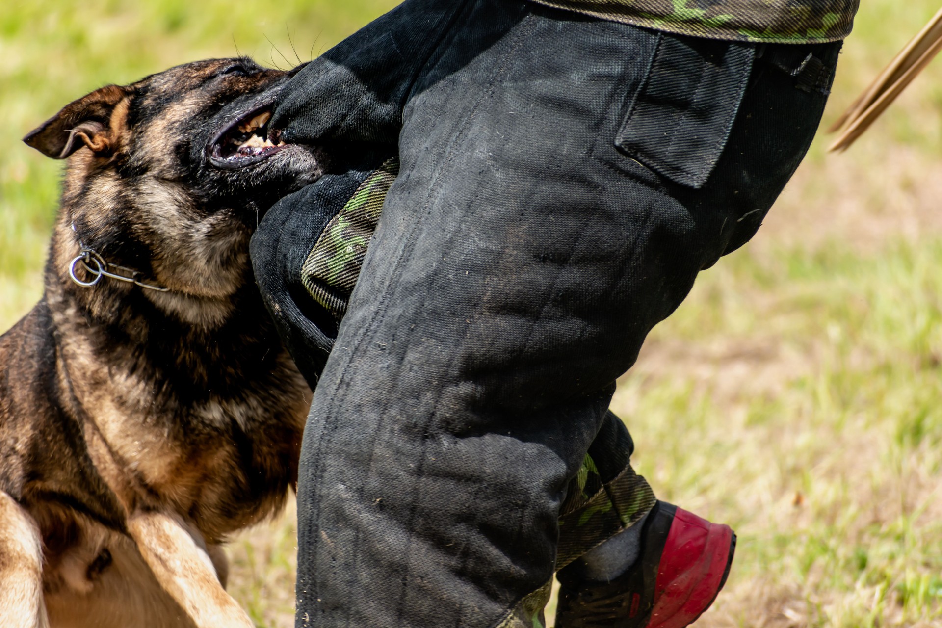 Perro militar y entrenador de perros militares, equipo canino