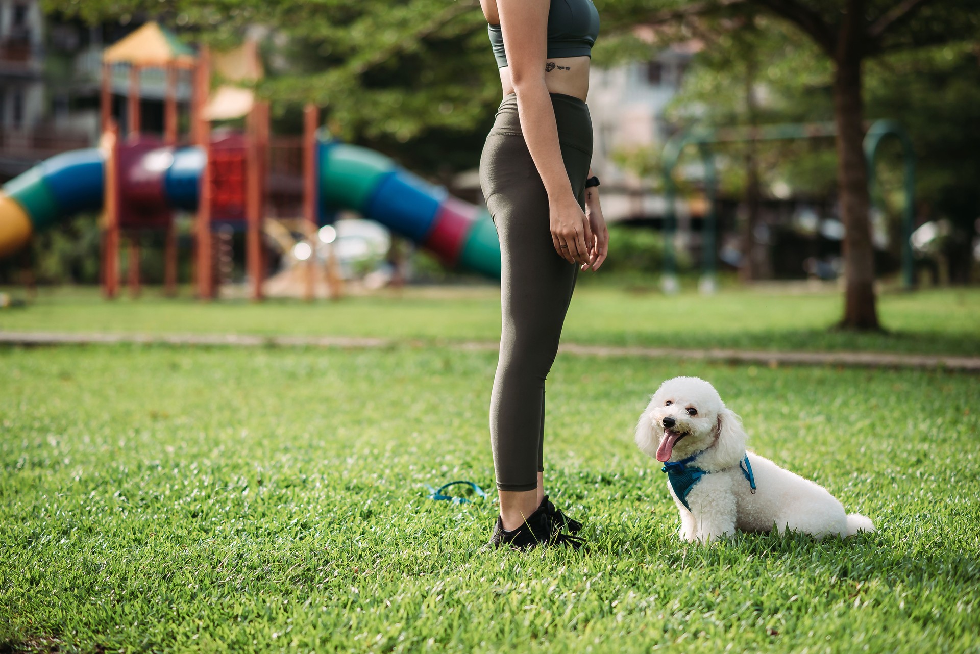 Cultivo de la unidad de perro con la mujer dueña de la mascota en el parque público temprano por la mañana