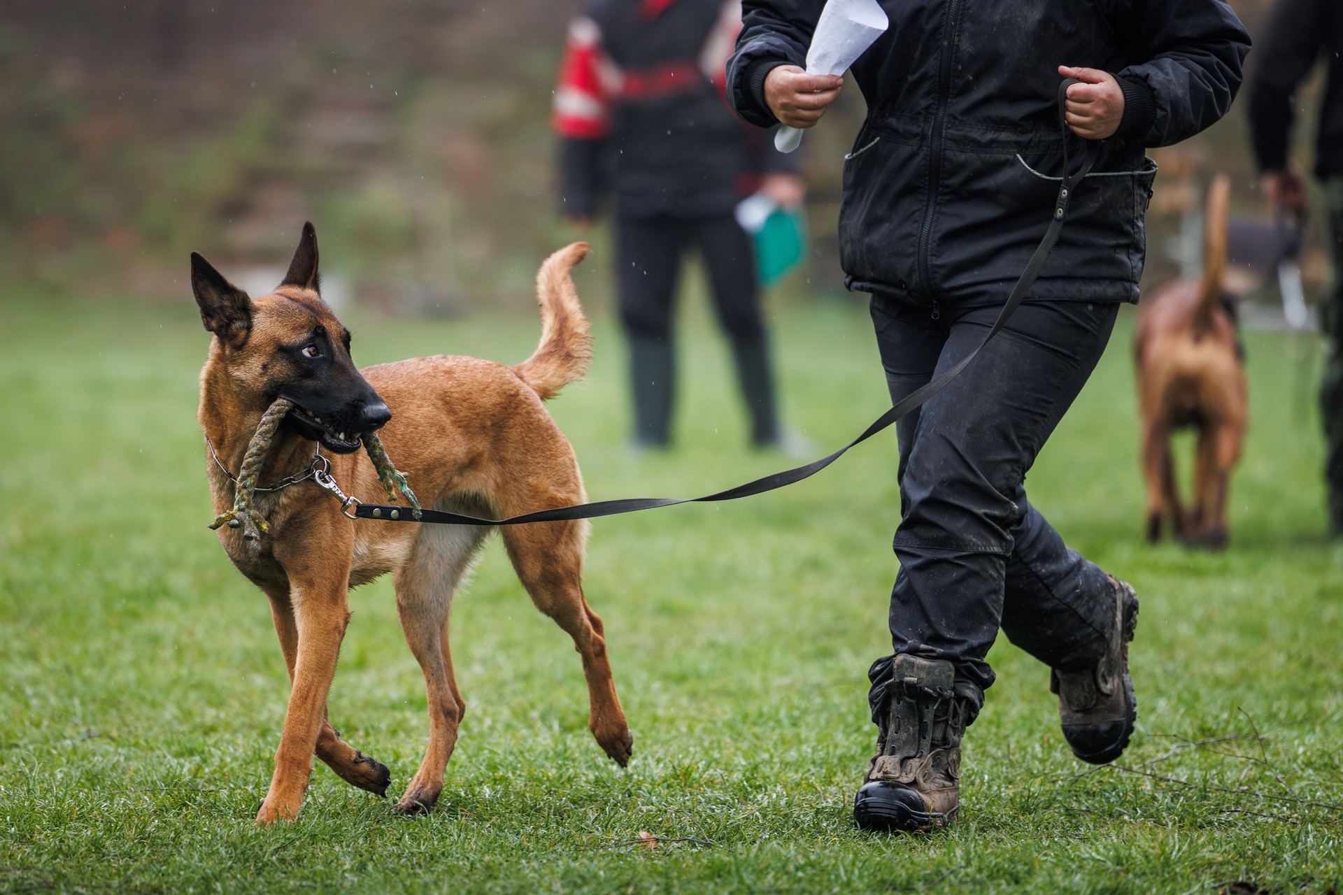 Animal trainer doing obedience training with his Belgian Malinois shepherd dog