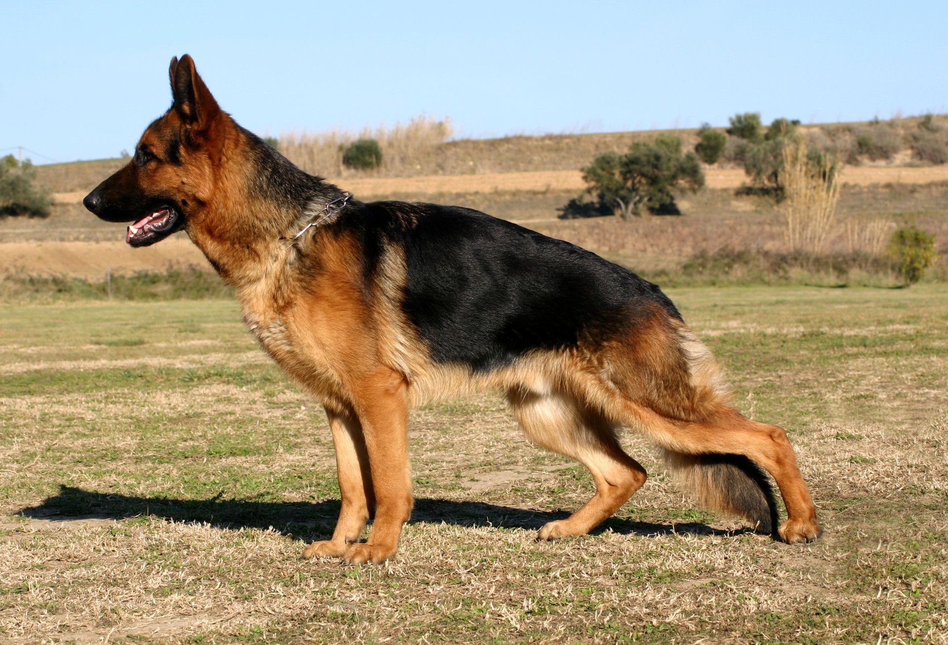 German shepherd on alert in a field